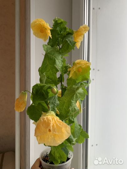 Абутилон шафран