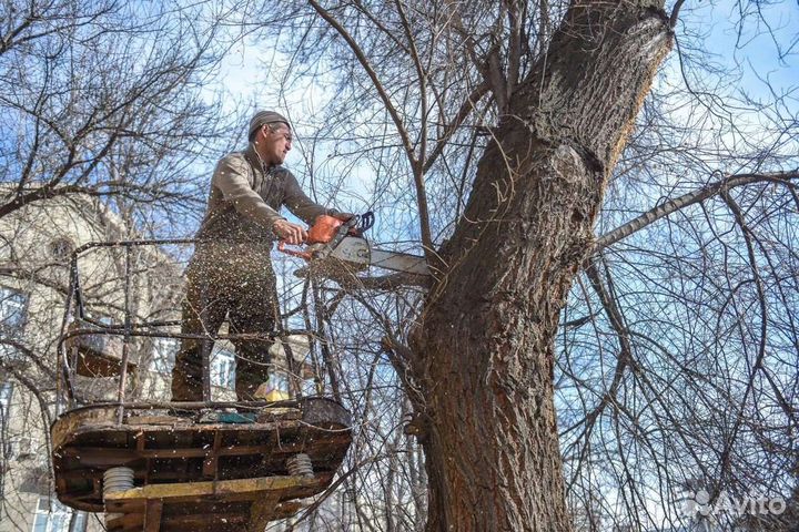 Спил деревьев
