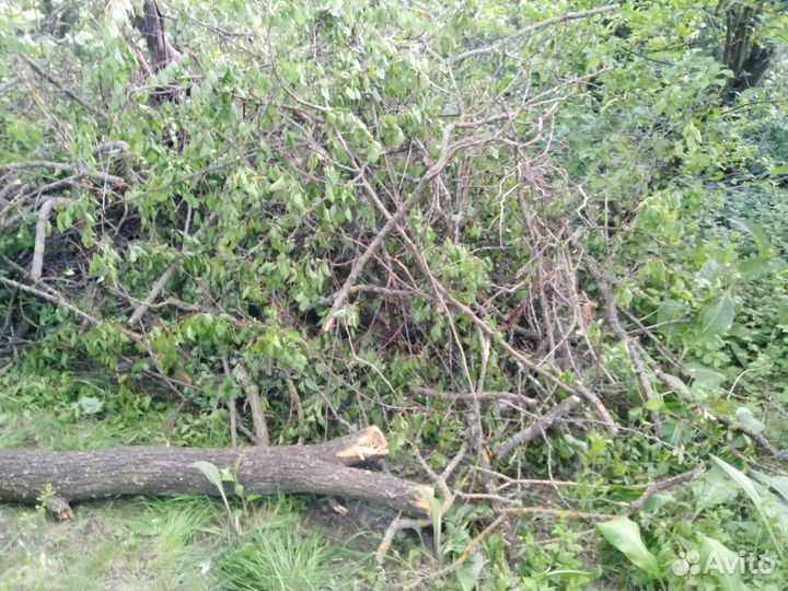 Отдам бесплатно дрова абрикосы, яблони