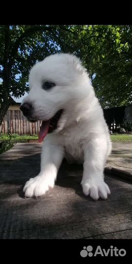 Среднеазиатская овчарка. Алабай