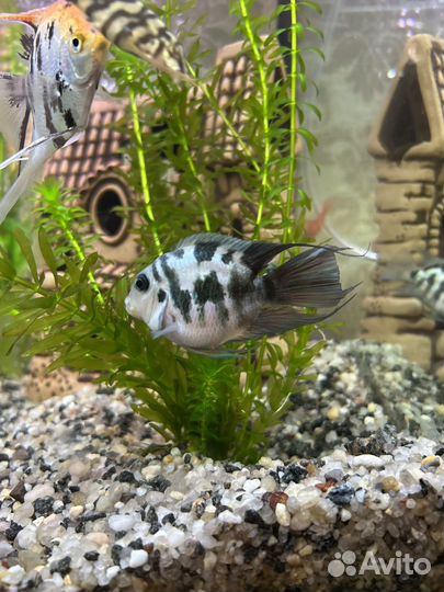 Рыбки Сапфировый попугай-пара