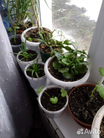 Комнатные цветы