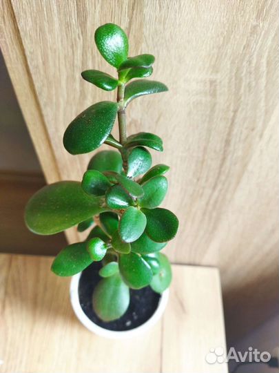 Толстянка Денежное дерево