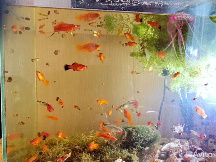 Меченосцы кои