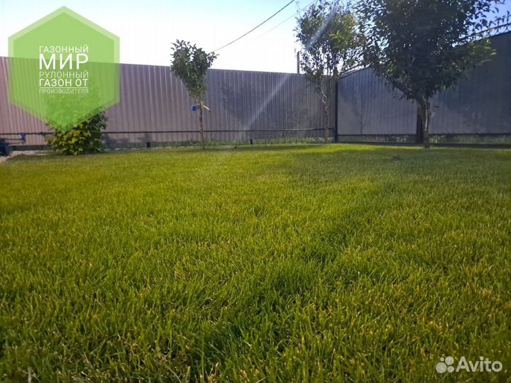 Рулонный газон
