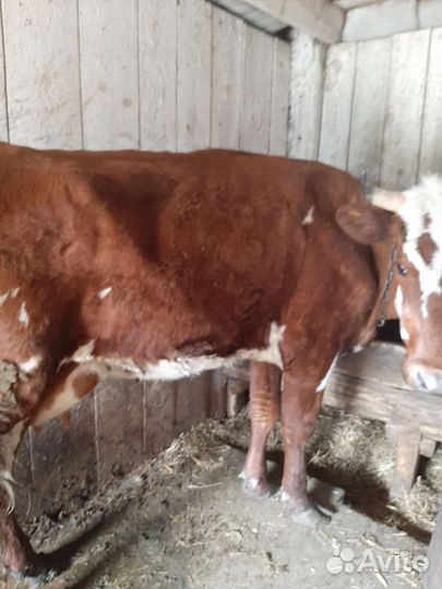 Корова дойная