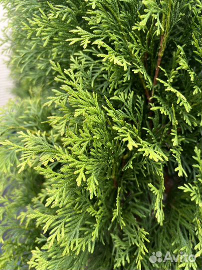 Туя западная Смарагд
