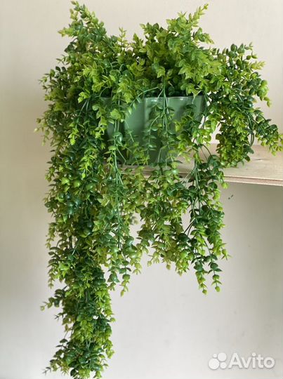 Ампельные растения