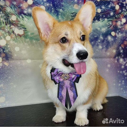 Грумер, стрижка животных