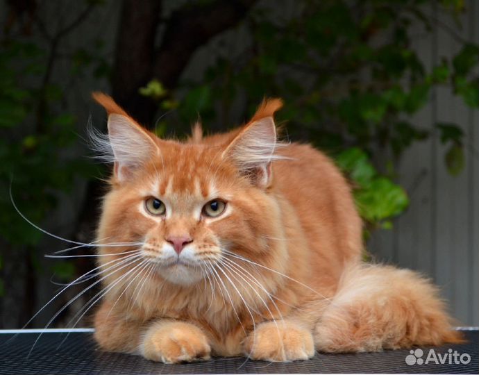 Кот мейн-кун вязка