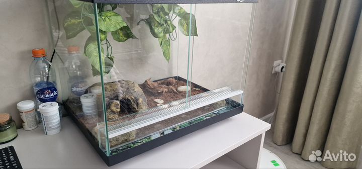 Пятнистый леопардовый эублефар