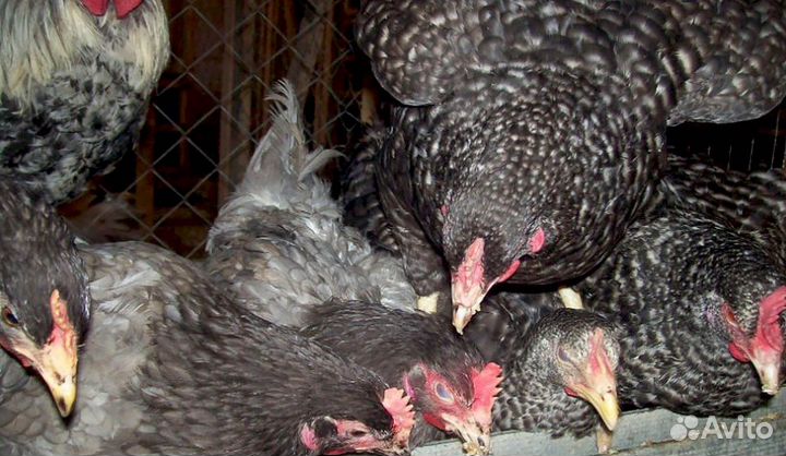 Куры несушки