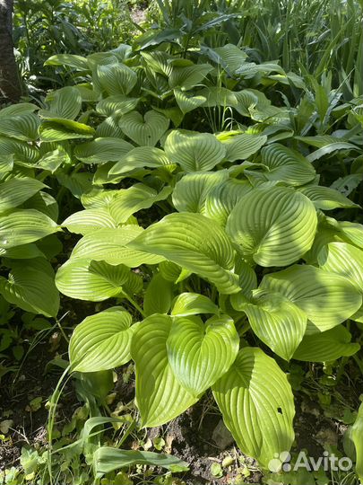 Хоста растение