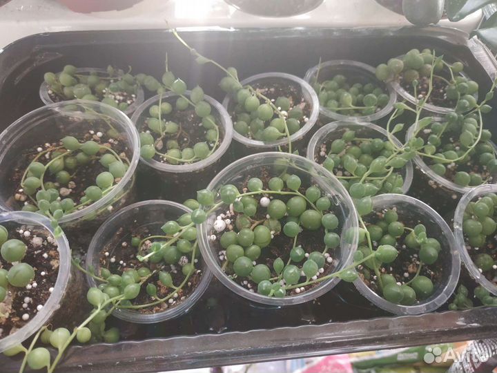 Крестовники