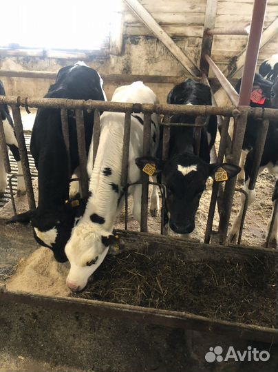 Телята бычки