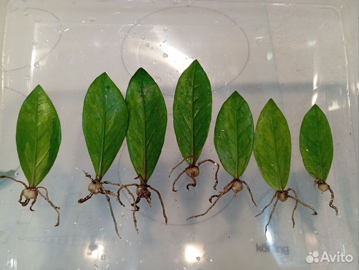 Замиокулькас Грин он Грин