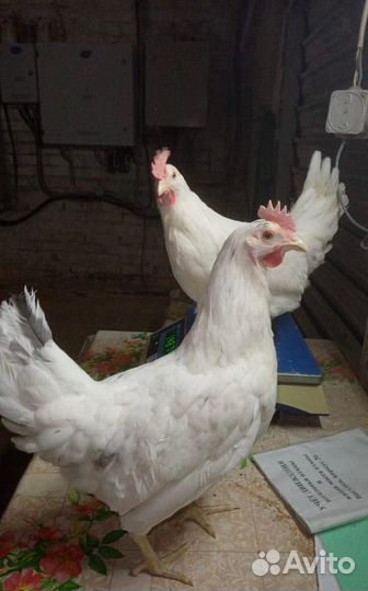 Куры молодки несушки