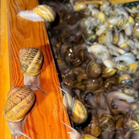 Улитка Максима Хеликс Асперса Helix Aspersa Maxima