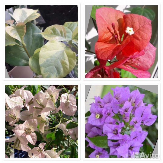 Бугенвиллея