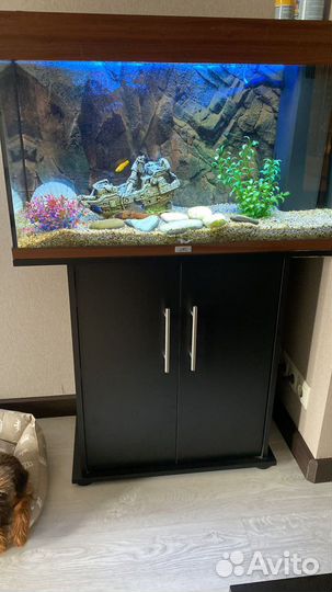 Аквариум juwel 120 л. С тумбой