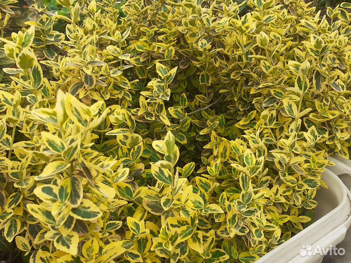 Растения почва покровнын бересклён