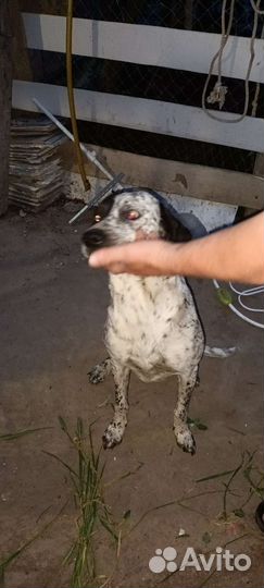 Курцхаар, мальчик