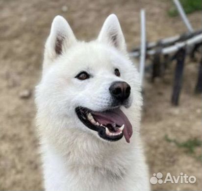 Собака в добрые руки отдам бесплатно