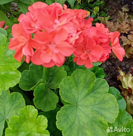 Герань алая махровая