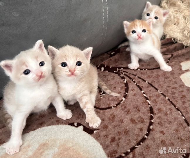 Отдам котят в добрые руки