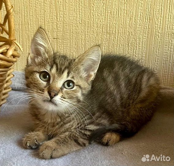 Милашка котенок Муся 1,5 месяца в добрые руки