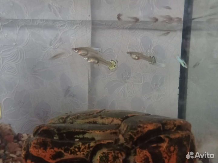 Аквариумные рыбки гуппи
