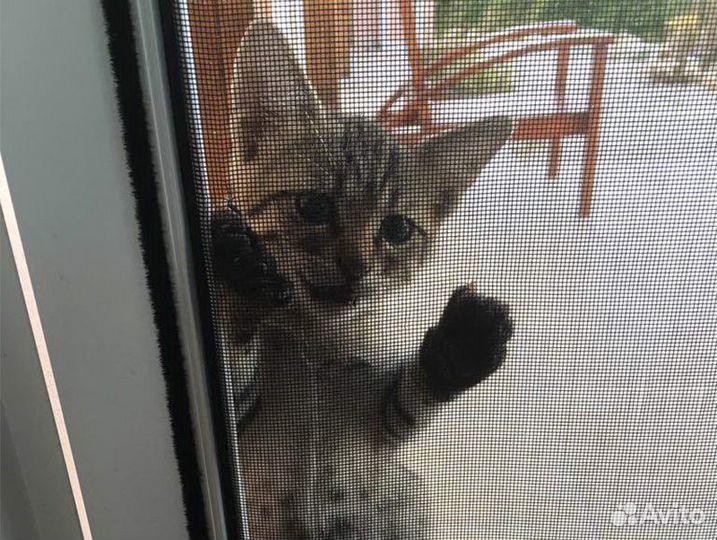 Москитная сетка на балкон антикошка