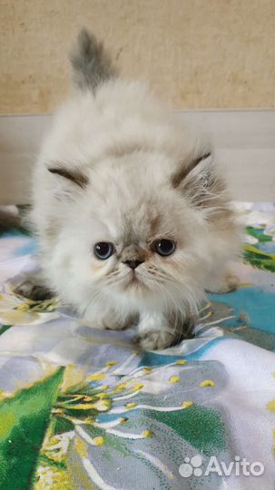 Персидские котейки