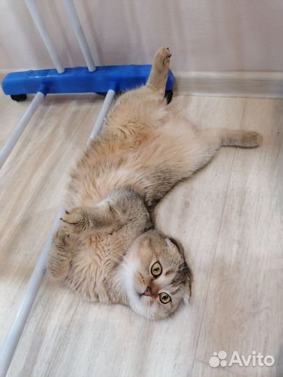 Шотландский кот вязка