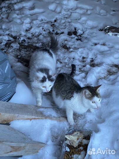 Котята бесплатно