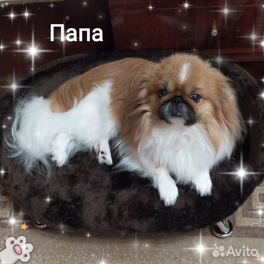 Щенки пекинеса