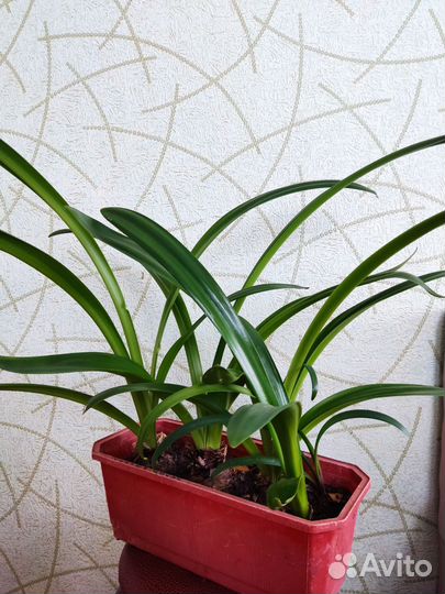 Комнатные цветы