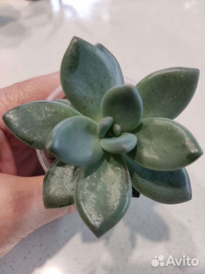 Пахифитум