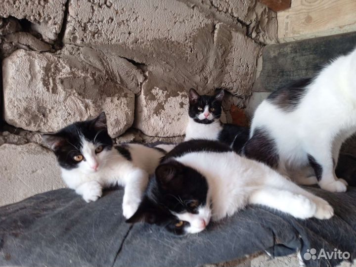 Котята и кошечки