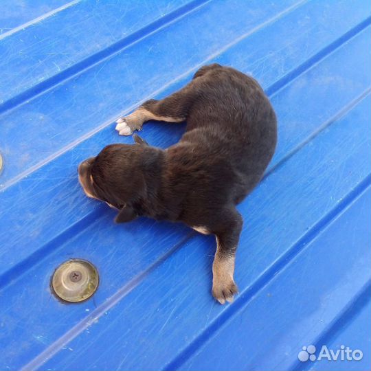 Отдам бесплатно щенков