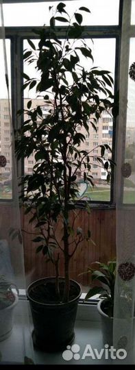 Комнатные цветы