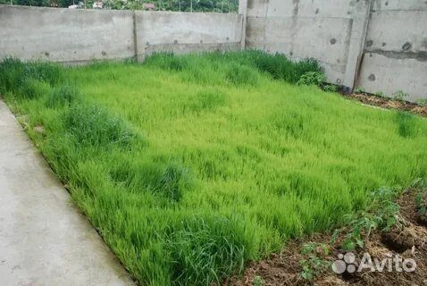 Рожь семена