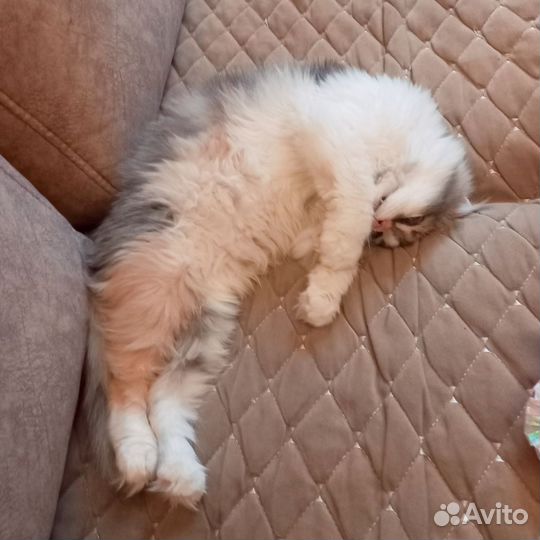 Молодая вислоушка ищет добрые ручки