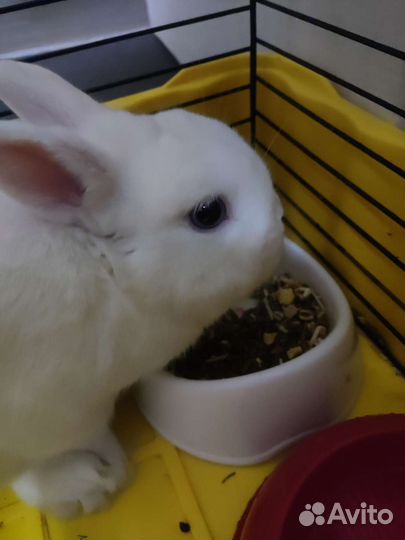 Карликовый кролик