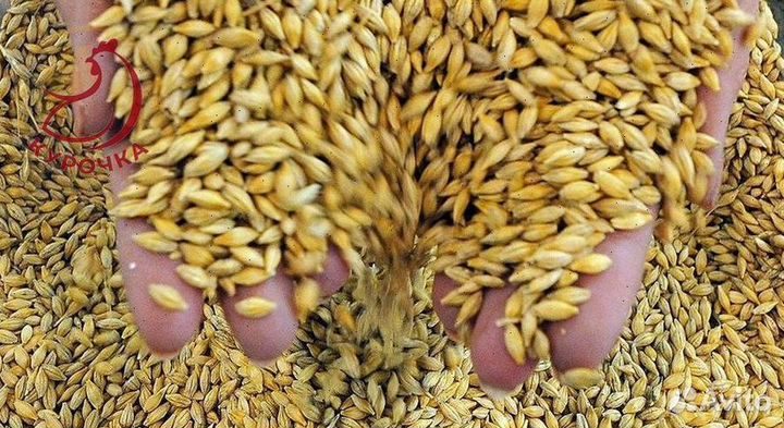 Зерно ячмень