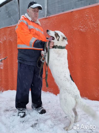 Шикарная девочка ищет дом