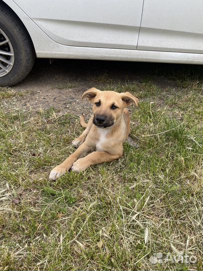 Мальчик в добрые руки