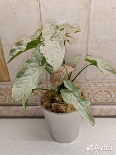 Сингониум мини пастель