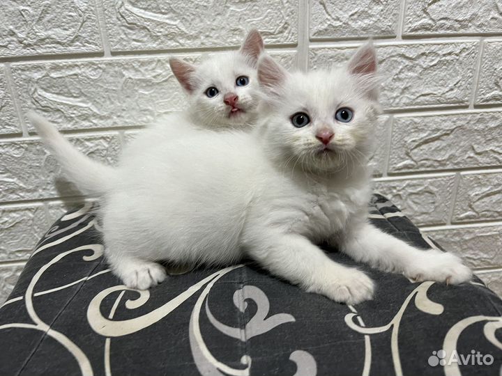 Котята бесплатно