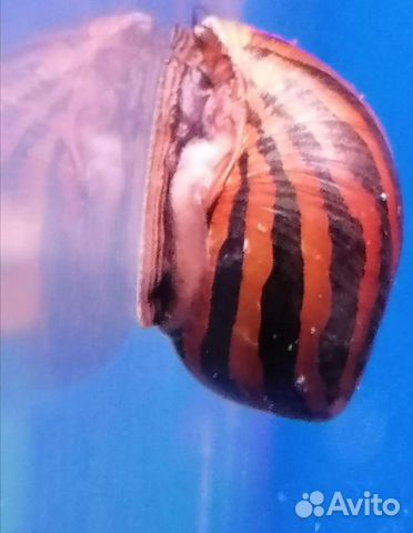 Улитка неретина